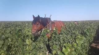 FORMATION : Dans les vignes avec Hervé Lenice (cheval de trait service)