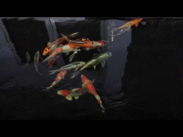 Koi on pond with eco sand filter system class=