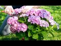 La poda de las hortensias (paso a paso) - Bricomanía - @Jardinatis