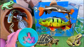 Bắt cá cảnh dễ thương, cá nước ngọt, cá koi, cá bảy màu rồng, cá chép, rùa, cá sấu