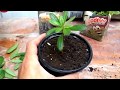 How to Grow Azaleas From Cuttings