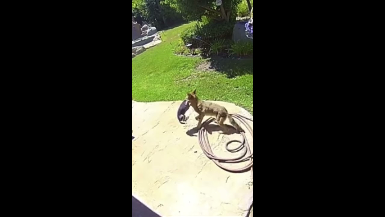 Chihuahua Dog Gets Attacked By Coyote On Camara Live Viral Shorts 