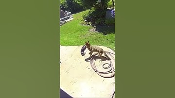 Chihuahua￼ dog gets attacked By Coyote on Camara #live #viral #shorts ￼