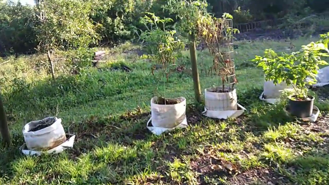 growing hot peppers in ohio Trinidad Moruga Chocolate Scorpion peppers after Irma
