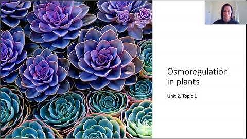 Osmoregulation in plants