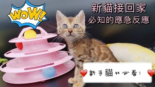 【港女養貓】如何讓貓咪適應新環境如何舒緩應急/激反應(新手貓奴必看)