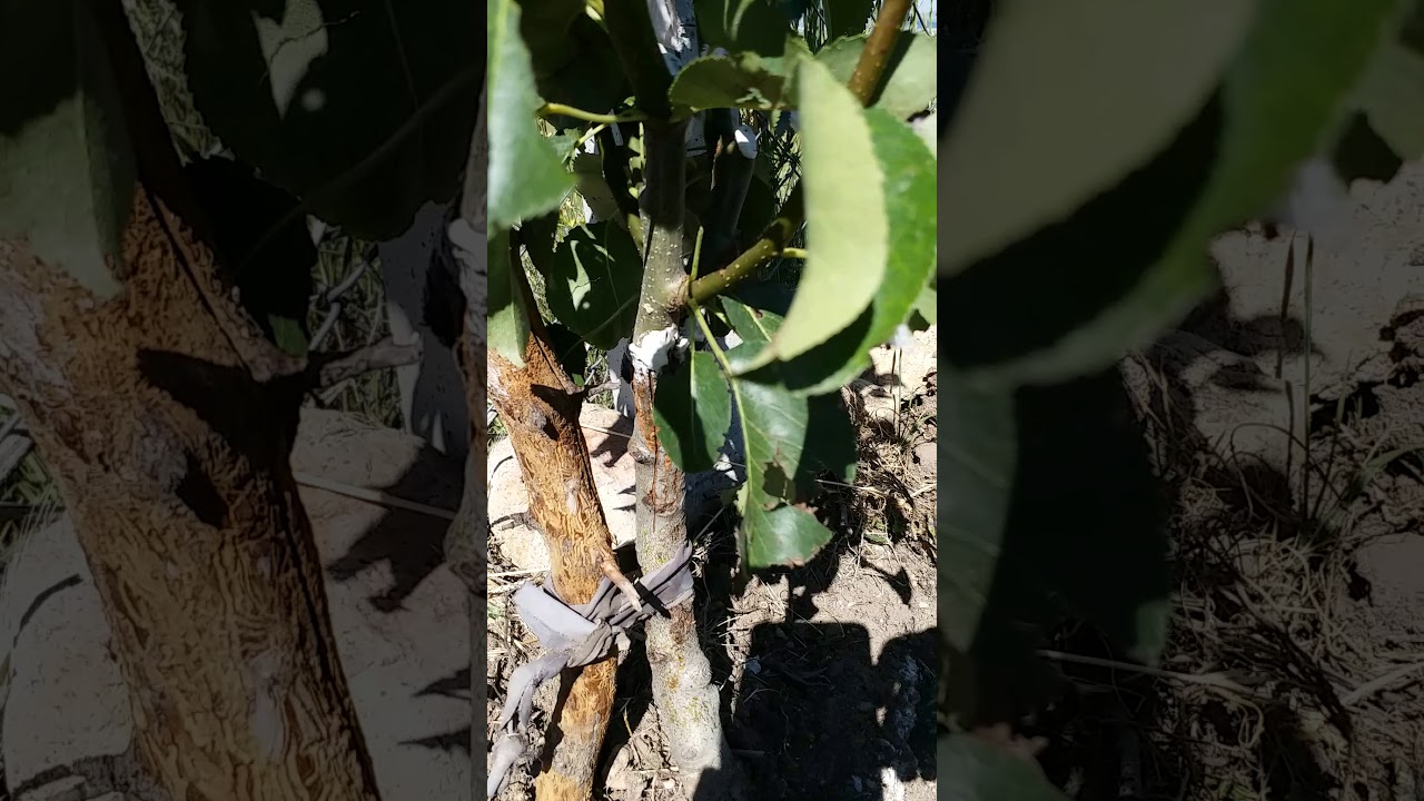 TOHUMDAN DİKİM CEVİZ BAHÇESİ  4TEMMUZ 2020