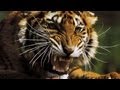 Красив ...опасен...Sibirian Tiger Амурский тигр