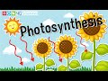 Photosynthesis