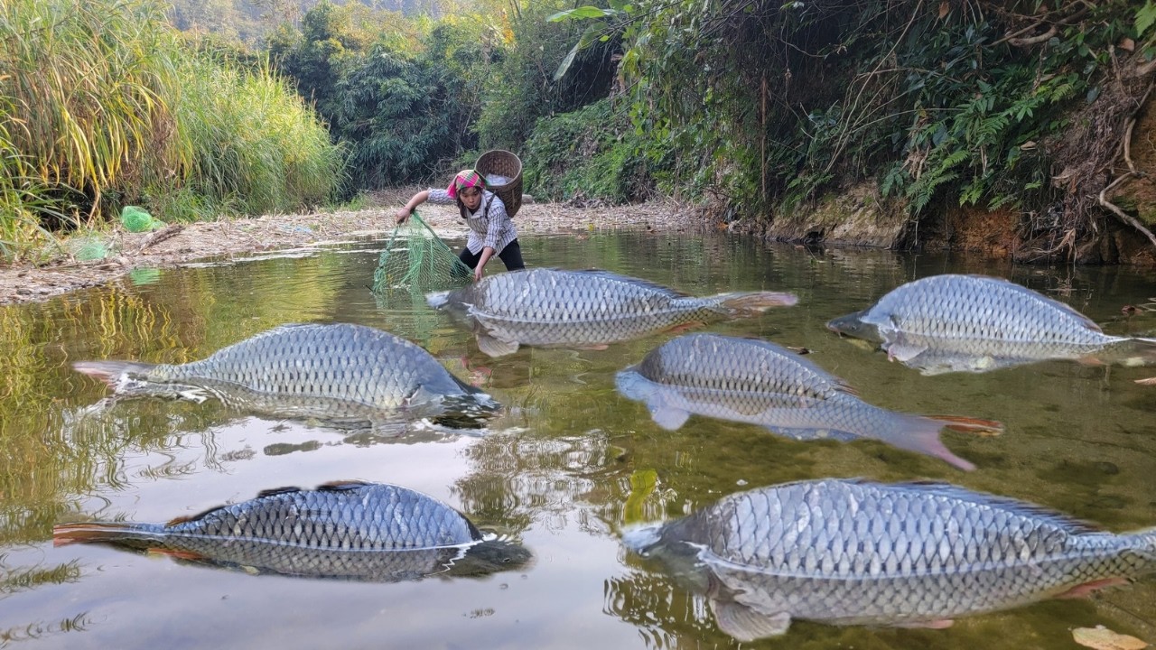 Meet giant fish in a puddle. Creative method of catching fish. The girl ...