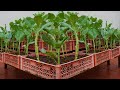 Grow a dream vegetable garden at home that is delicious and highly productive