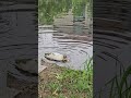 A duck is eating breakfast.