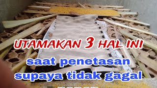 PERHATIKAN HAL INI AGAR PANEN JANGKRIK LEBIH MAKSIMAL