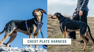 Stylish Hound Chest Plate