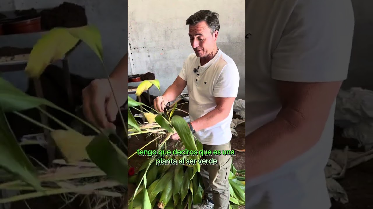 Cuidados de la aspidistra