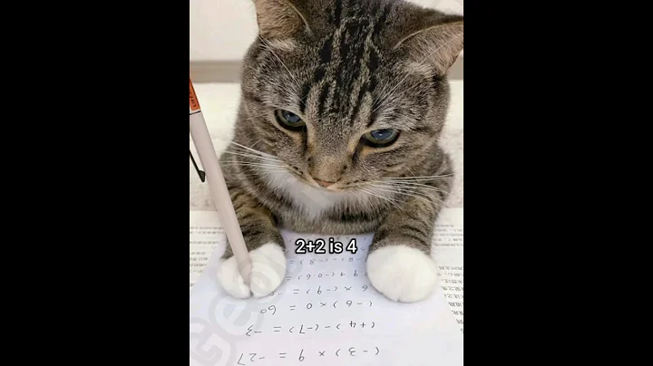 2+2 is 4 #georgieebom #cat #funny #fyp #memes