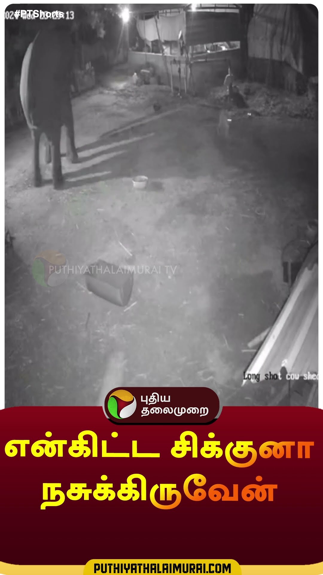 ஆலந்துறையில் நாய்களை ஆக்ரோஷமாக ஓடி துரத்திய காட்டு யானை | #shorts | #coimbatore | #elephant | #dog