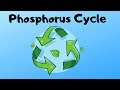 Phosphorus Cycle Steps