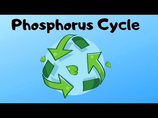 Phosphorus Cycle Steps For Kids