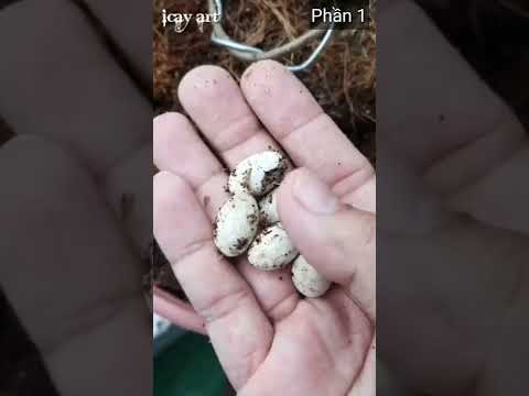 Video ✅khi Tôi làm cha tắc kè P1????#shorts - youtube