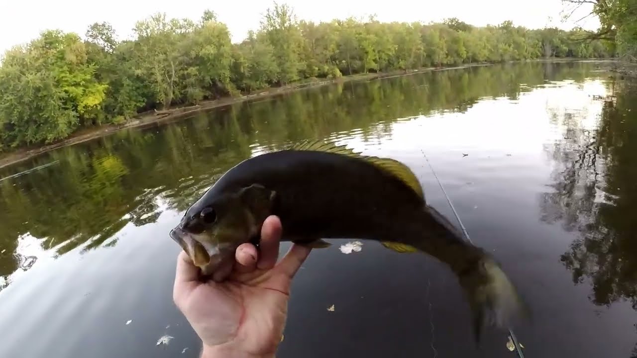 Fishing For Smallmouth Bass In A Shallow, LOW River!