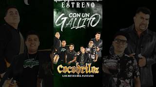 Con un gallito 🎶🚬 puro  @cocodriloz_oficial2353  #corridos #newmusic #shortmusic  #shortsongs