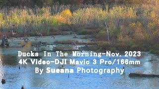 Ducks In The Morning-Nov. 2023-Dji Mavic 3 Pro166Mm