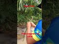 ingar fruta #short
