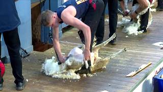Pencampwriaeth Cneifio Hŷn - Rhagras 4 | Senior Shearing Championship - Heat 4