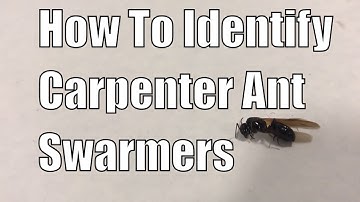 How to identify carpenter ant swarmers