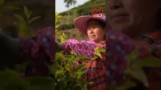 Savor tea in Chaozhou Profile
