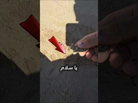 أجمل حاجة لقيتها تحت الرملة Shorts Short Beachcomber شاطئ كاشف ترند Trending اكسبلور