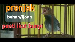 PANCINGAN PRENJAK KEPALA MERAH PALING AMPUH #prenjak #pancinganprenjak #masteranprenjak