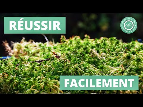 Vidéo: Culturer et transplanter des plantes de mousse - Comment propager la mousse