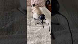 FUNNY PUG DOG FART INTO MICROPHONE 😂😂