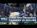 Wolves Vs Farmers Coexistence And Conflict In Modern Europe Wolves Vs Farmers Coexistence And Conflict In Modern Europe