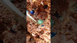 Full video on homepage#gems  #agate#crystal#gold#Gems#diamonds#gold mines#emeralds #pearl