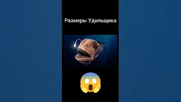 Размеры Удильщика 😱 #ocean #sea #fish #океан #море #рыба #удильщик #angelfish