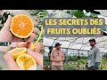 Un voyage extraordinaire dans le monde des fruits oublis  ppinire ppins perdus