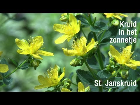 Video: Gouden Tapijten Van Sint-janskruid