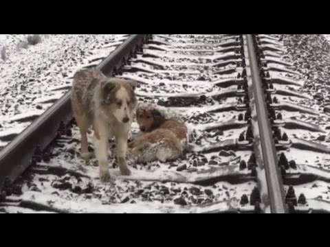 Heart-melting: Dog spends 2 days protecting injured pal lying on frozen rail-tracks