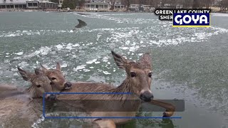 Deputies rescue 3 deer trapped in 40 feet of frigid water