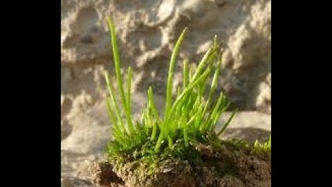 Anthoceros: Structure of Thallus, Development of Antheridia