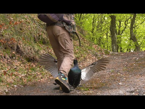 Video: Insalata Di Nido Di Gallo Cedrone