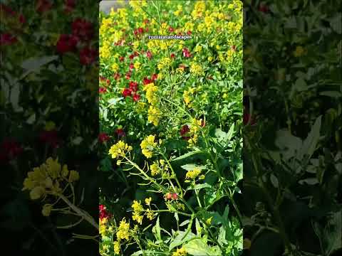 جمال الطبيعة في فصل الربيع في باجة Tunisia Naturebeauty تونس Spring