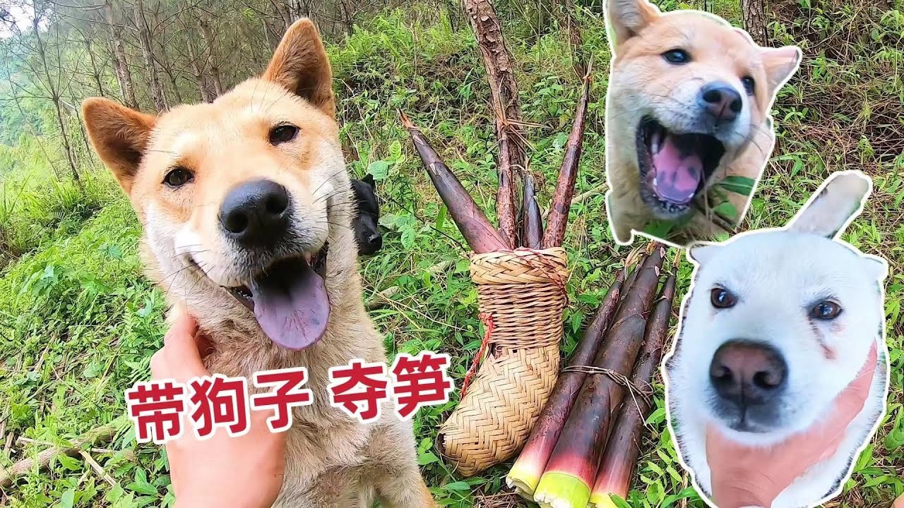 带一帮狗子上山夺笋 又是快乐的一天 Youtube