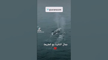 ارح روحك مع الشيخ القارئ #العيون_الكوشي #القرآن_الكريم #تيك_توك #اليوتيوب #qouranocom #tiktok