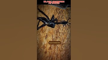 Black Scorpion Attack Epic Battle! 🦗🔥