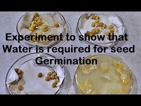 فيديو: هل الماء ضروري للإنبات؟
