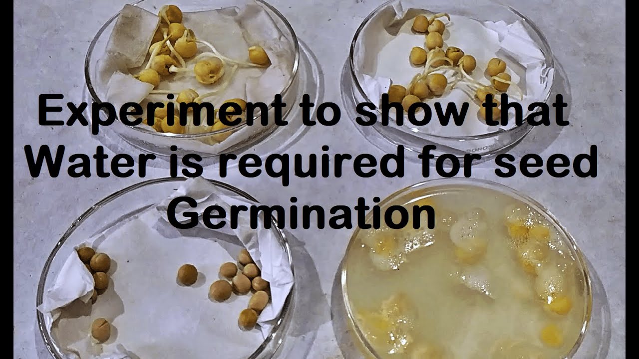 How Seed Germination Is Affected By Water Stress?